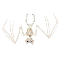 BAT SKELETON 30 X 16 CM